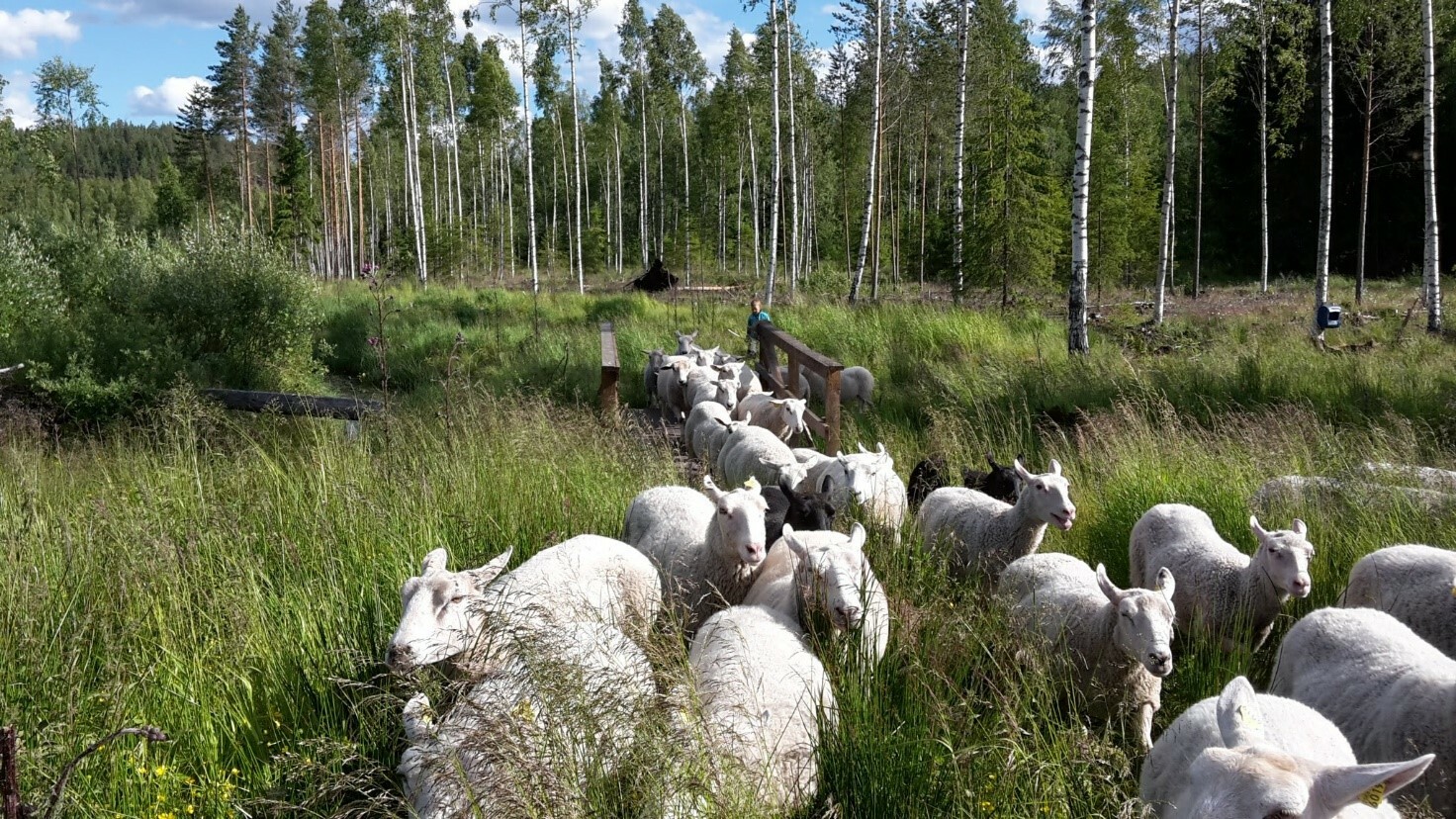 Seppälän tilan lampaat laiduntavat monipuolisilla luonnonlaitumilla. Kuva Mari Seppälä