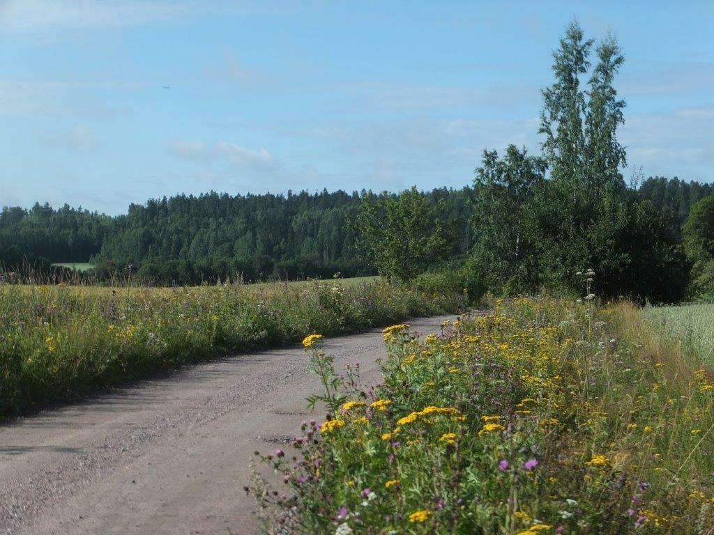 Lannoittamaton ja muokkaamaton piennar voi sijaita valtaojan ja vesistöjen varrella tai vaikka pellon ja tien välissä. Kuva: Katriina Koski